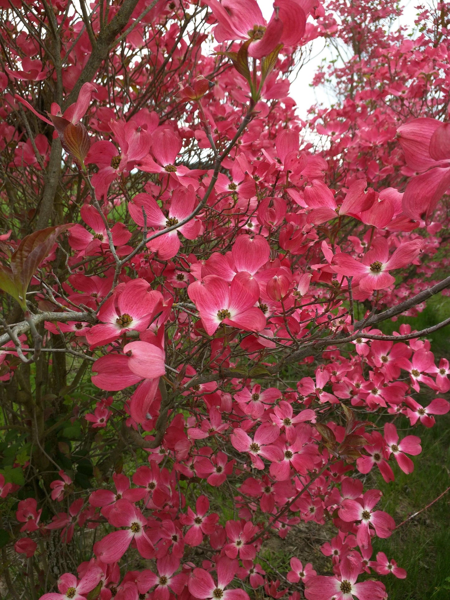 Cornus Florida Cherokee Brave Single Stem - View 7 from www redcrocus com