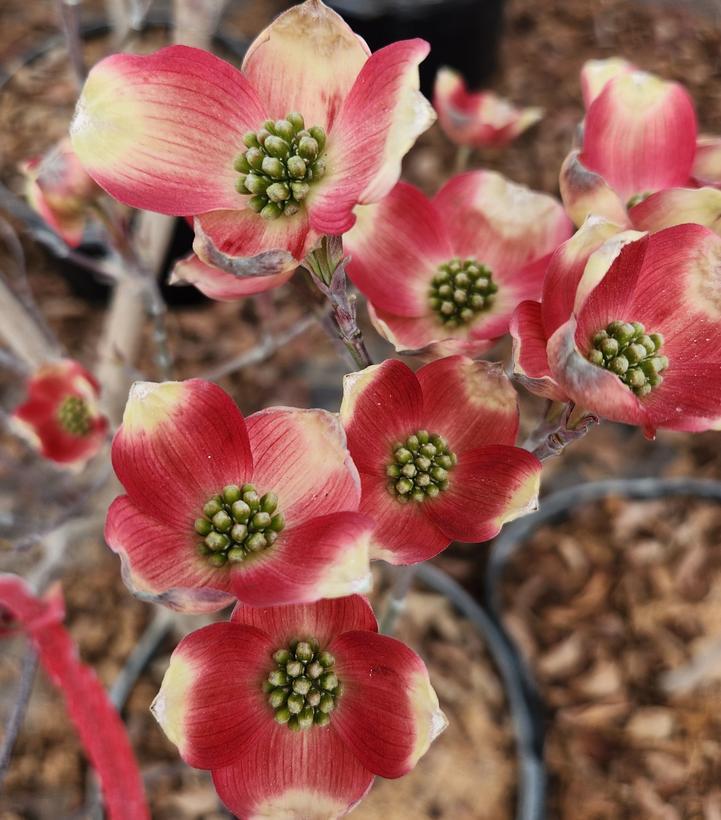 Cornus Florida Cherokee Brave Single Stem - View 9 from www redcrocus com