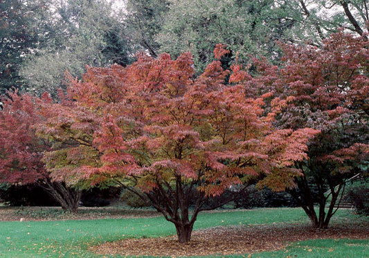 Cornus Kousa Single Stem - View 13 from www redcrocus com