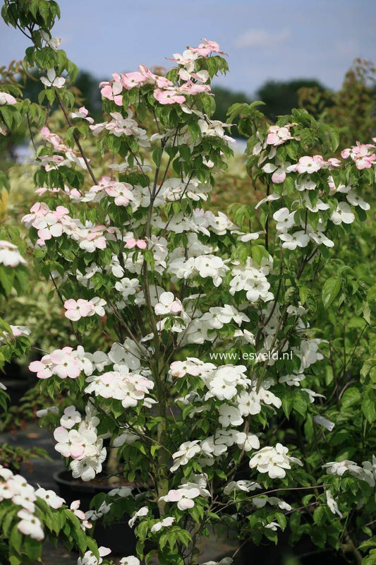 Cornus Rutdan Celestial Single Stem - View 12 from www redcrocus com