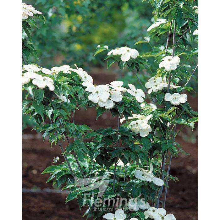 Cornus Rutdan Celestial Single Stem - View 6 from www redcrocus com