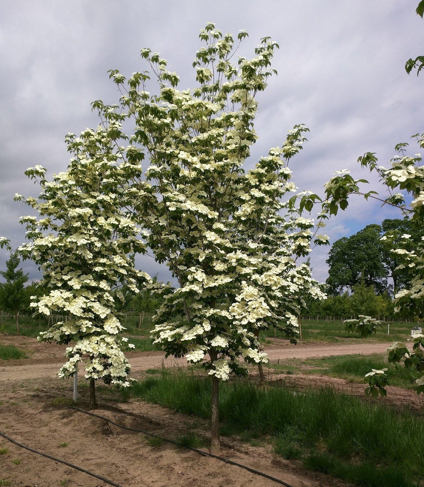 Cornus Rutdan Celestial Single Stem - View 10 from www redcrocus com