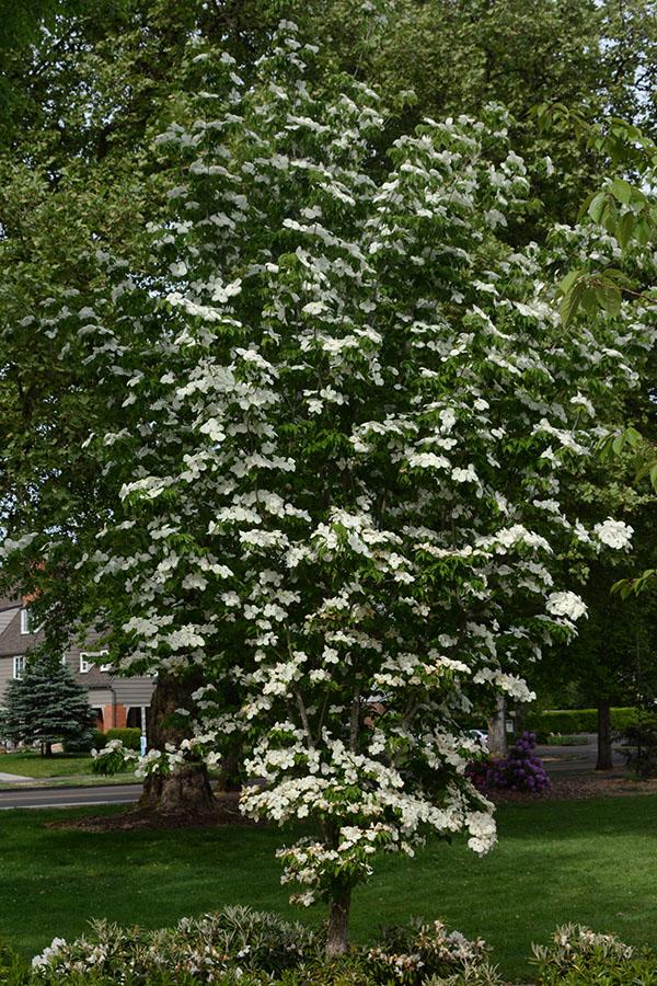 Cornus Rutdan Celestial Single Stem - View 11 from www redcrocus com