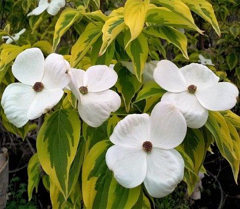 Cornus Rutdan Celestial Single Stem - View 13 from www redcrocus com