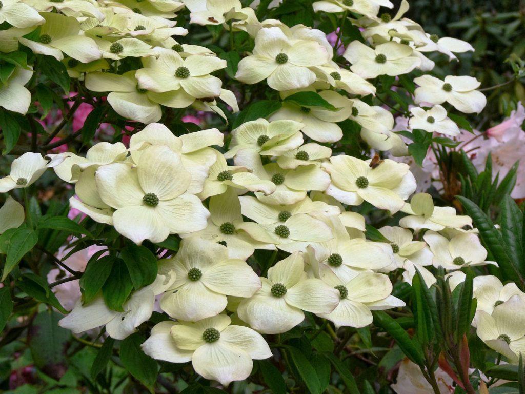 Cornus Rutdan Celestial Single Stem - View 14 from www redcrocus com