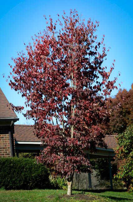 Cornus Rutdan Celestial Single Stem - View 15 from www redcrocus com