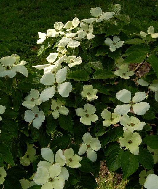 Cornus Rutdan Celestial Single Stem - View 1 from www redcrocus com
