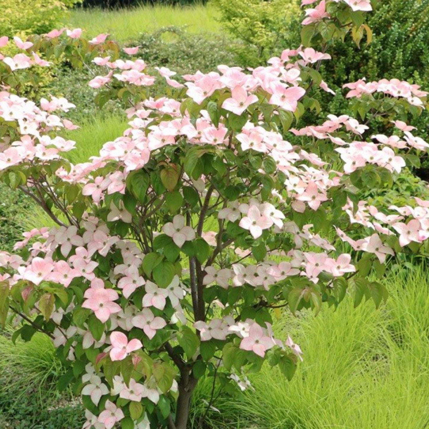 Cornus Rutdan Celestial Single Stem - View 2 from www redcrocus com