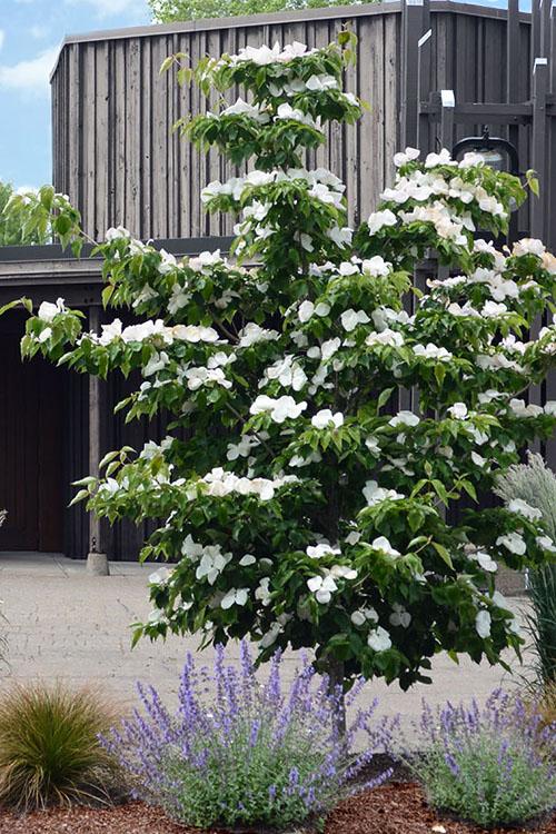 Cornus Rutdan Celestial Single Stem - View 3 from www redcrocus com