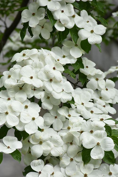 Cornus Rutdan Celestial Single Stem - View 5 from www redcrocus com