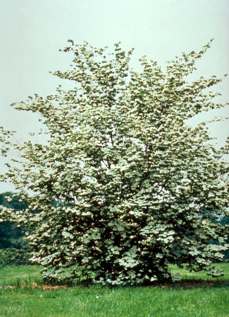 Cornus Rutdan Celestial Single Stem - View 7 from www redcrocus com