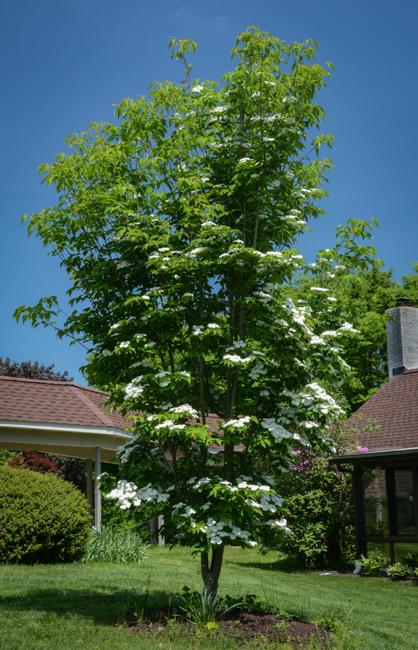 Cornus Rutdan Celestial Single Stem - View 8 from www redcrocus com