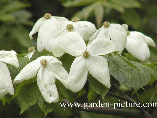 Cornus Rutban Aurora Single Stem - View 10 from www redcrocus com