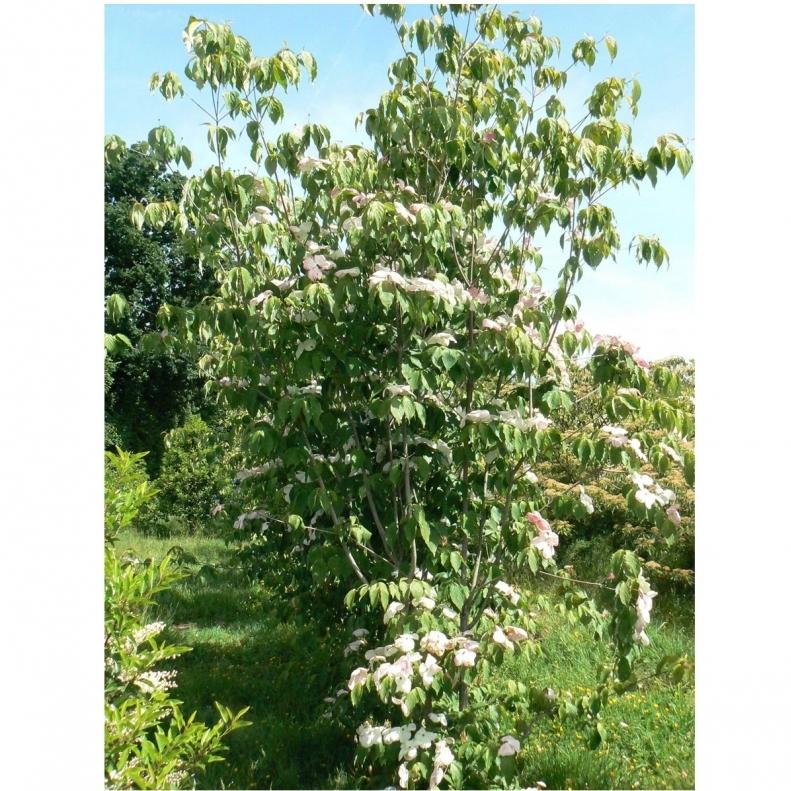 Cornus Rutban Aurora Single Stem - View 11 from www redcrocus com