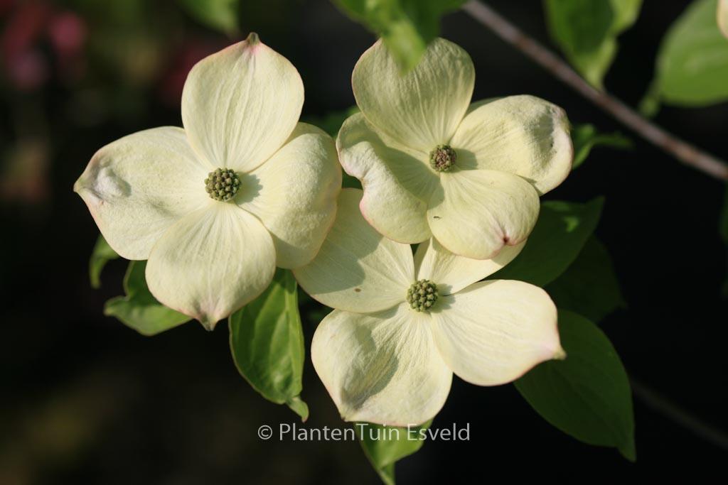 Cornus Rutban Aurora Single Stem - View 12 from www redcrocus com