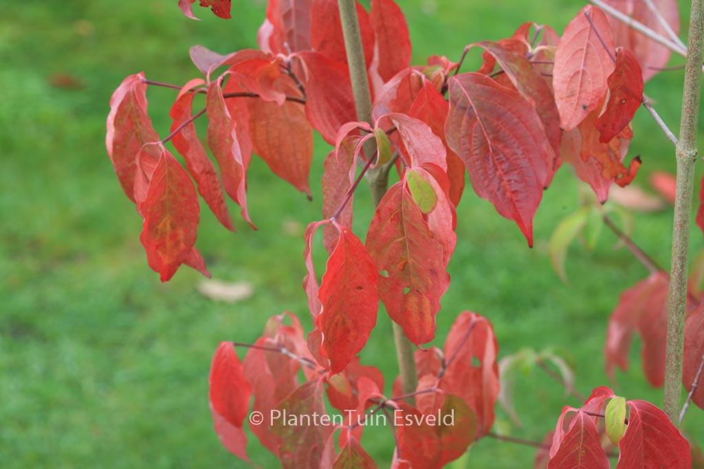 Cornus Rutban Aurora Single Stem - View 13 from www redcrocus com