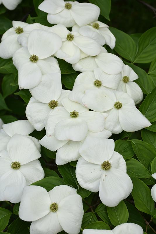Cornus Rutban Aurora Single Stem - View 14 from www redcrocus com