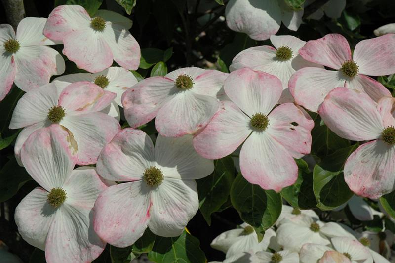 Cornus Rutban Aurora Single Stem - View 15 from www redcrocus com