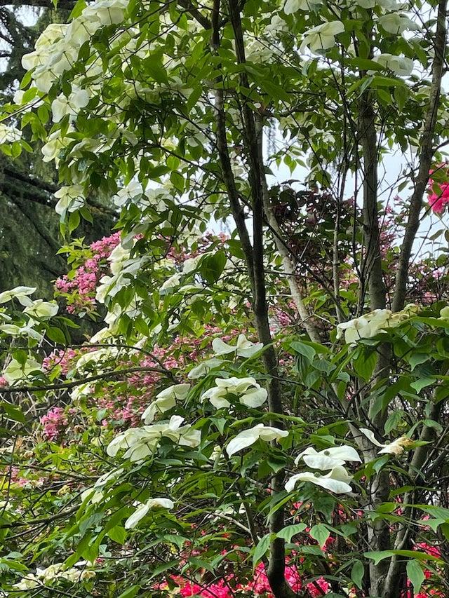 Cornus Rutban Aurora Single Stem - View 16 from www redcrocus com