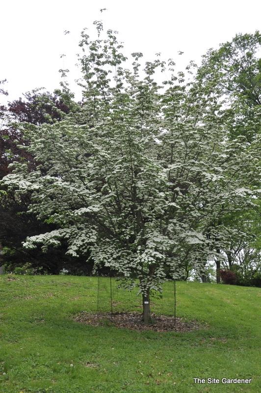 Cornus Rutban Aurora Single Stem - View 2 from www redcrocus com