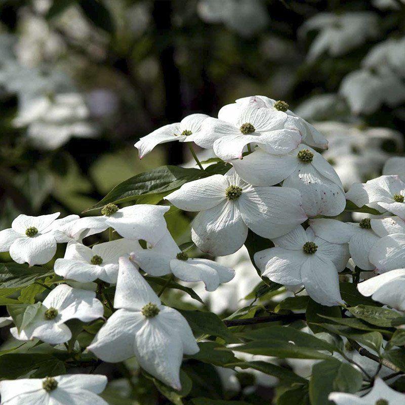 Cornus Rutban Aurora Single Stem - View 4 from www redcrocus com