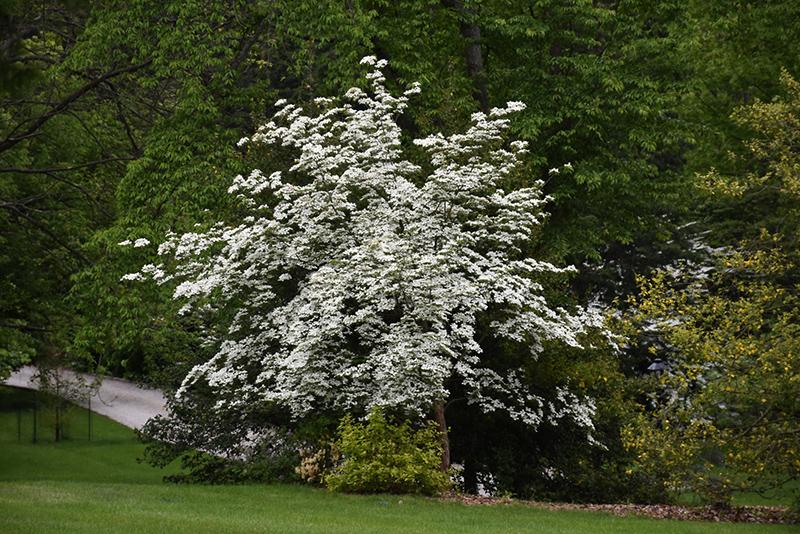 Cornus Rutban Aurora Single Stem - View 5 from www redcrocus com