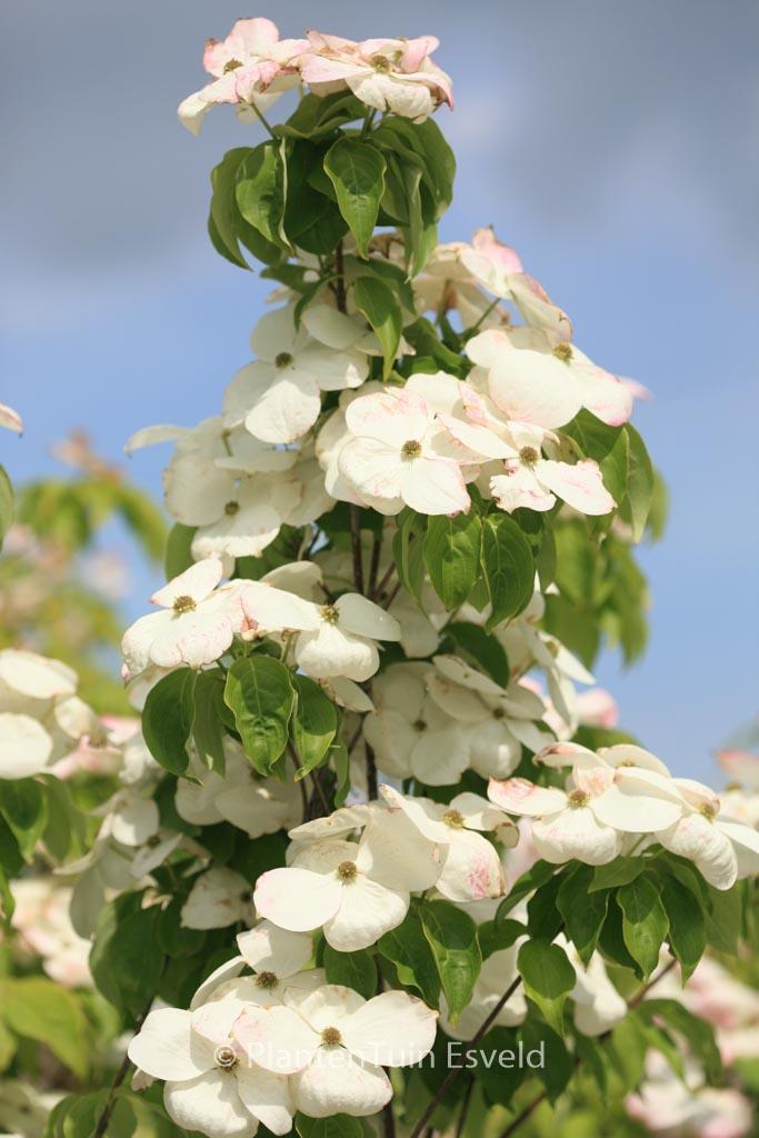 Cornus Rutban Aurora Single Stem - View 7 from www redcrocus com