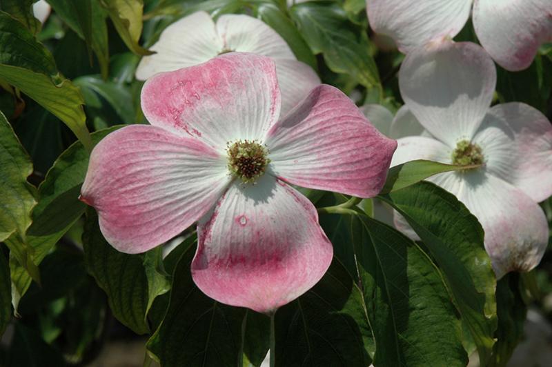 Cornus Rutban Aurora Single Stem - View 8 from www redcrocus com