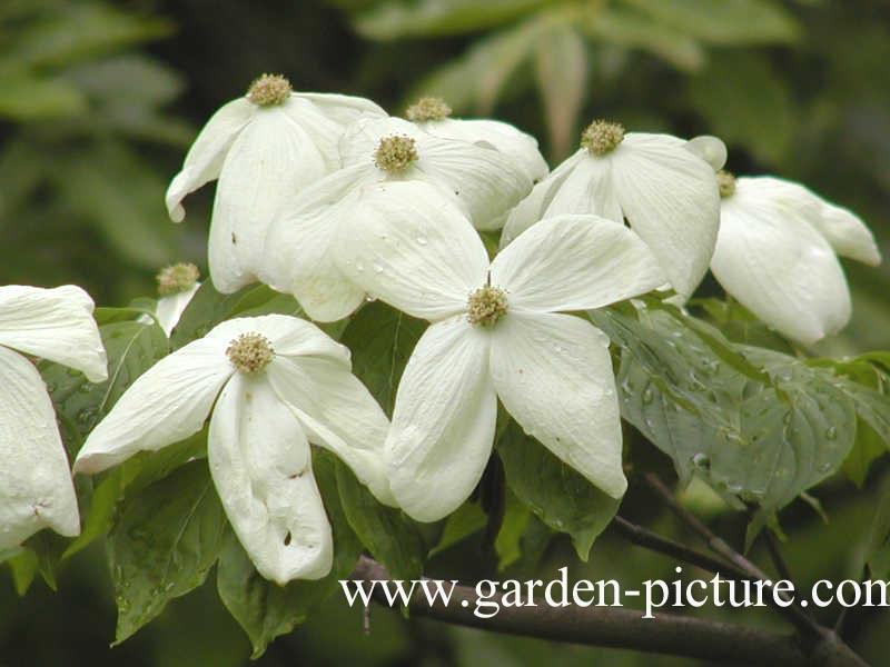 Cornus Rutban Aurora Single Stem - View 9 from www redcrocus com