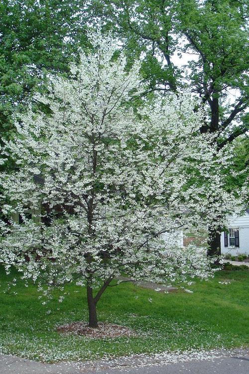 Halesia Tetraptera - View 10 from www redcrocus com