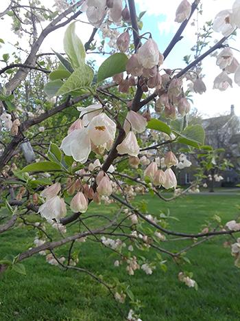 Halesia Tetraptera - View 13 from www redcrocus com