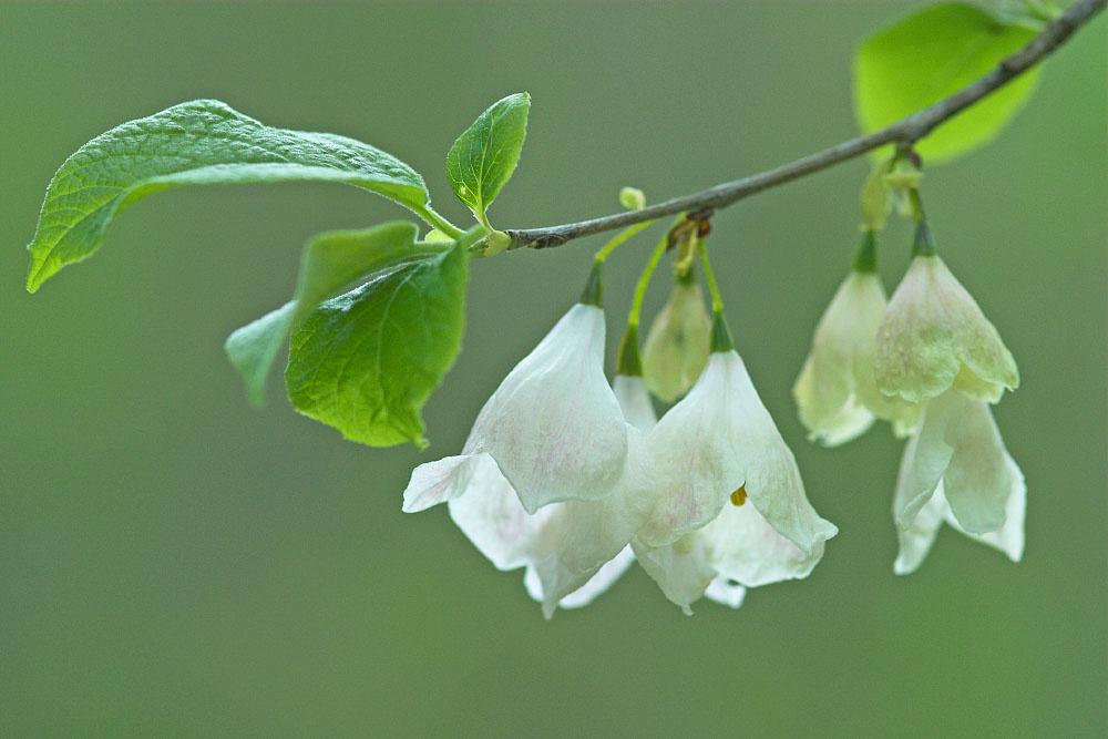 Halesia Tetraptera - View 15 from www redcrocus com