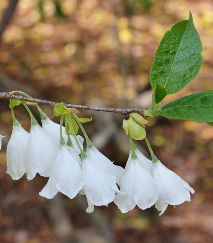 Halesia Tetraptera - View 18 from www redcrocus com