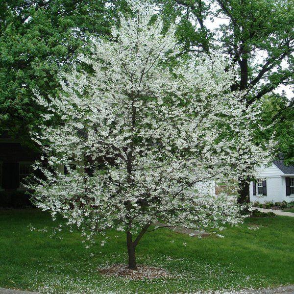 Halesia Tetraptera - View 19 from www redcrocus com