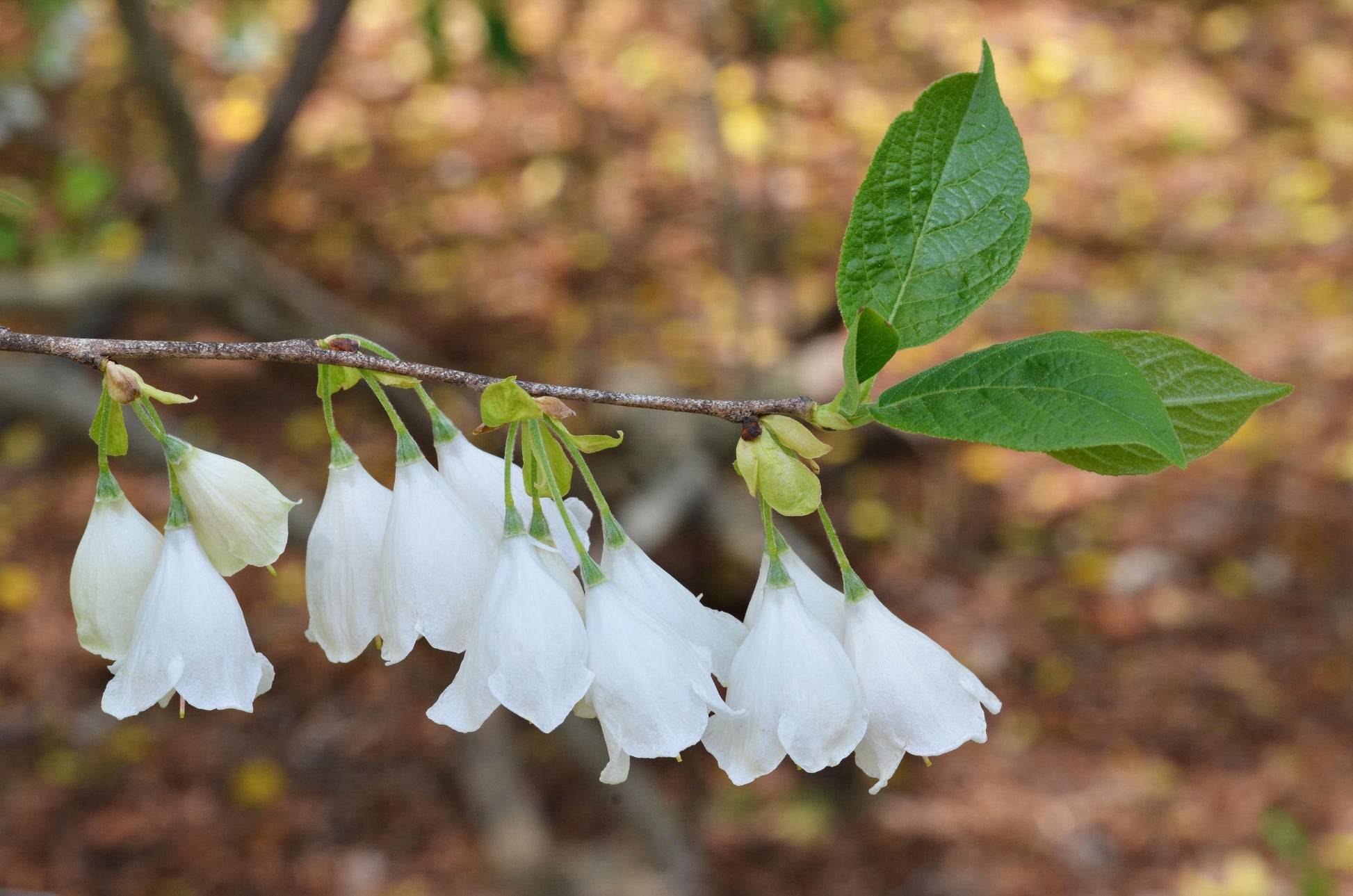 Halesia Tetraptera - View 1 from www redcrocus com