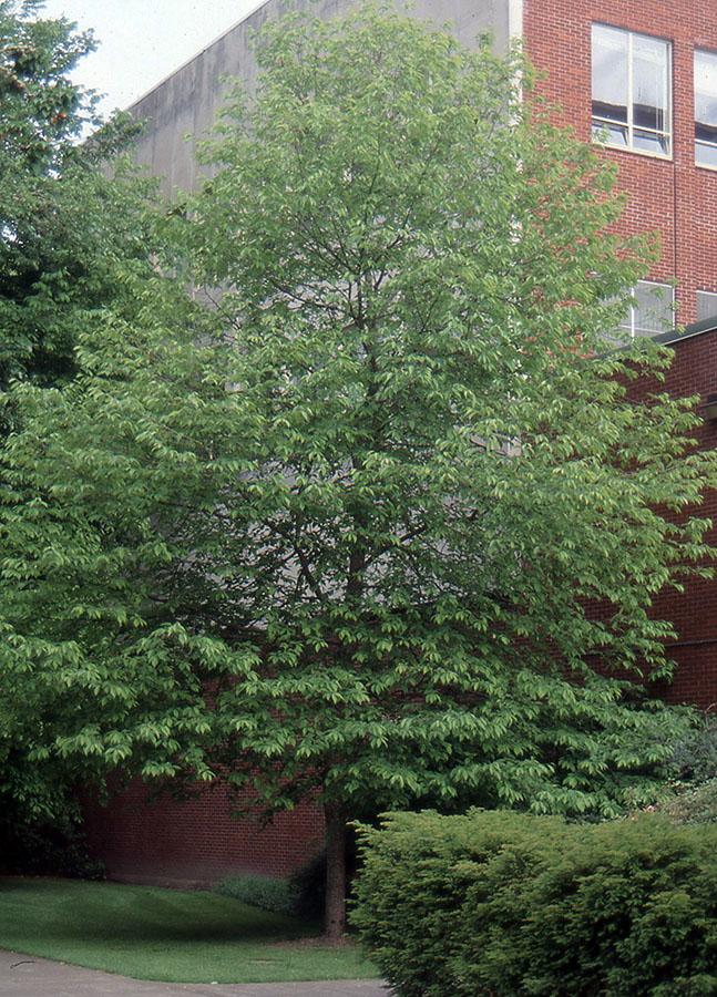 Halesia Tetraptera - View 20 from www redcrocus com