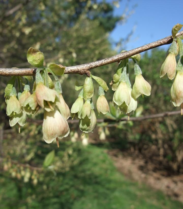 Halesia Tetraptera - View 22 from www redcrocus com