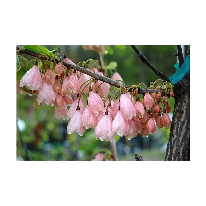 Halesia Tetraptera - View 24 from www redcrocus com