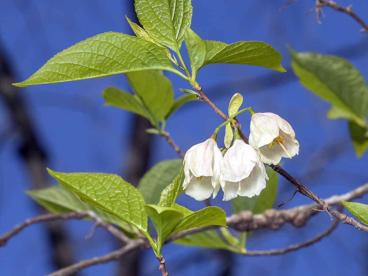 Halesia Tetraptera - View 25 from www redcrocus com