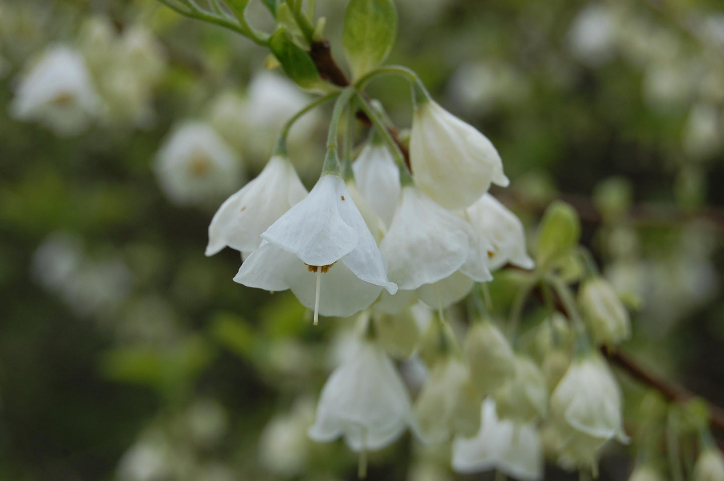 Halesia Tetraptera - View 29 from www redcrocus com