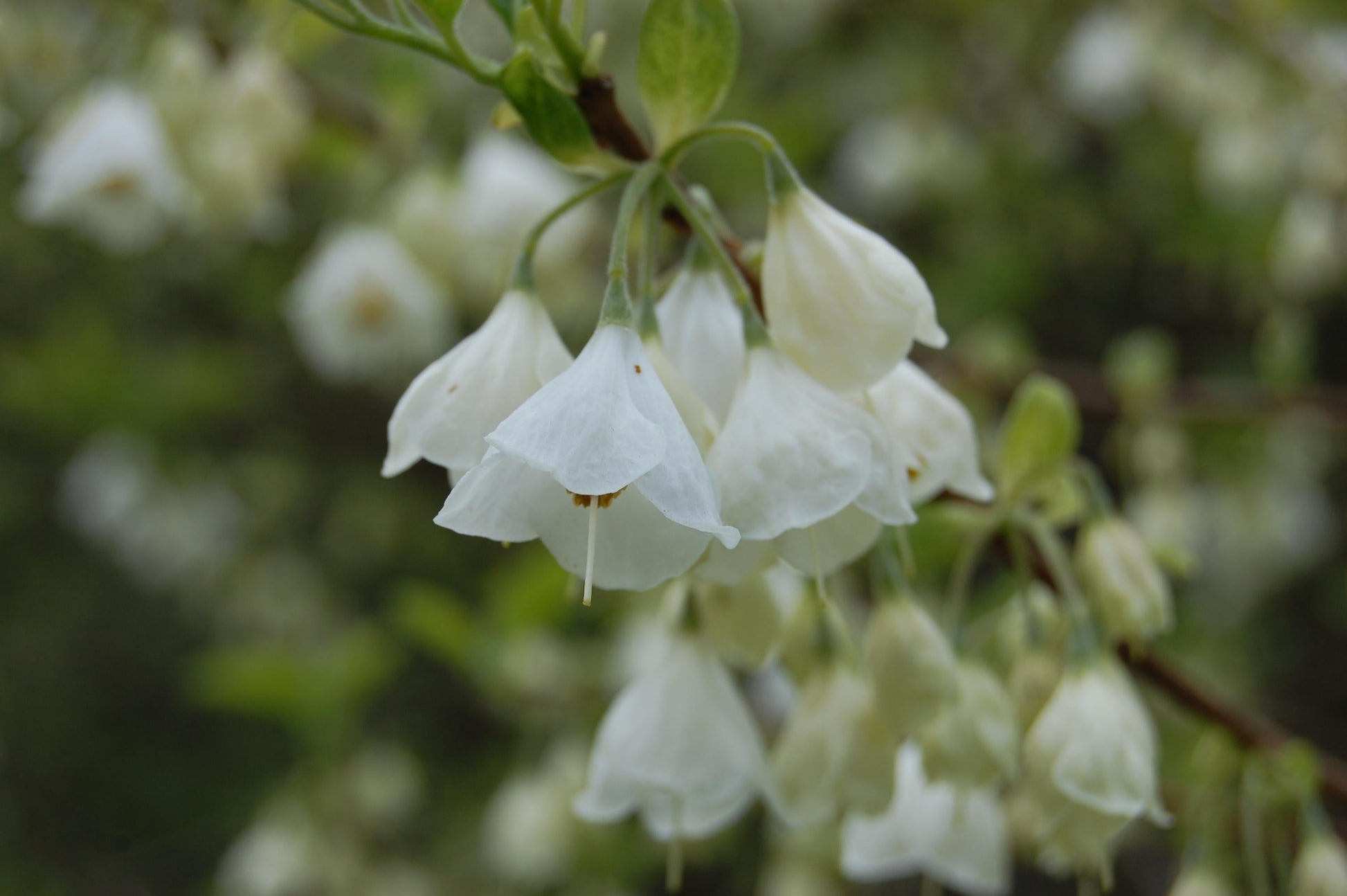 Halesia Tetraptera - View 29 from www redcrocus com