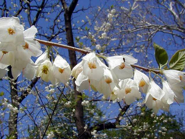 Halesia Tetraptera - View 2 from www redcrocus com