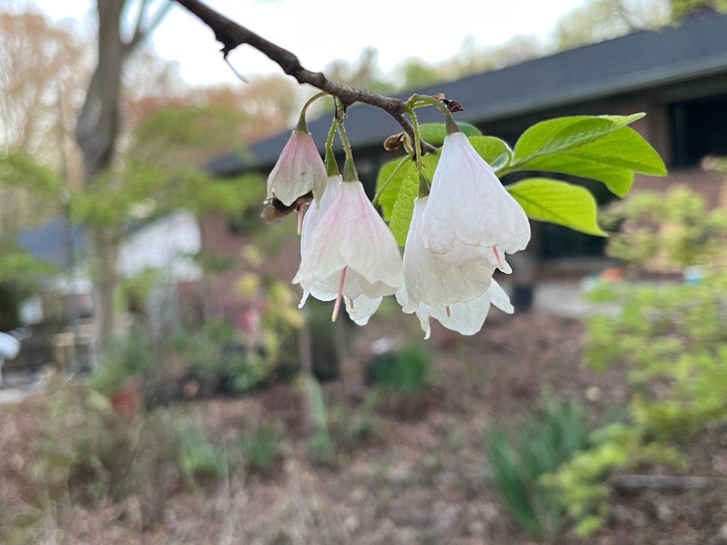 Halesia Tetraptera - View 30 from www redcrocus com