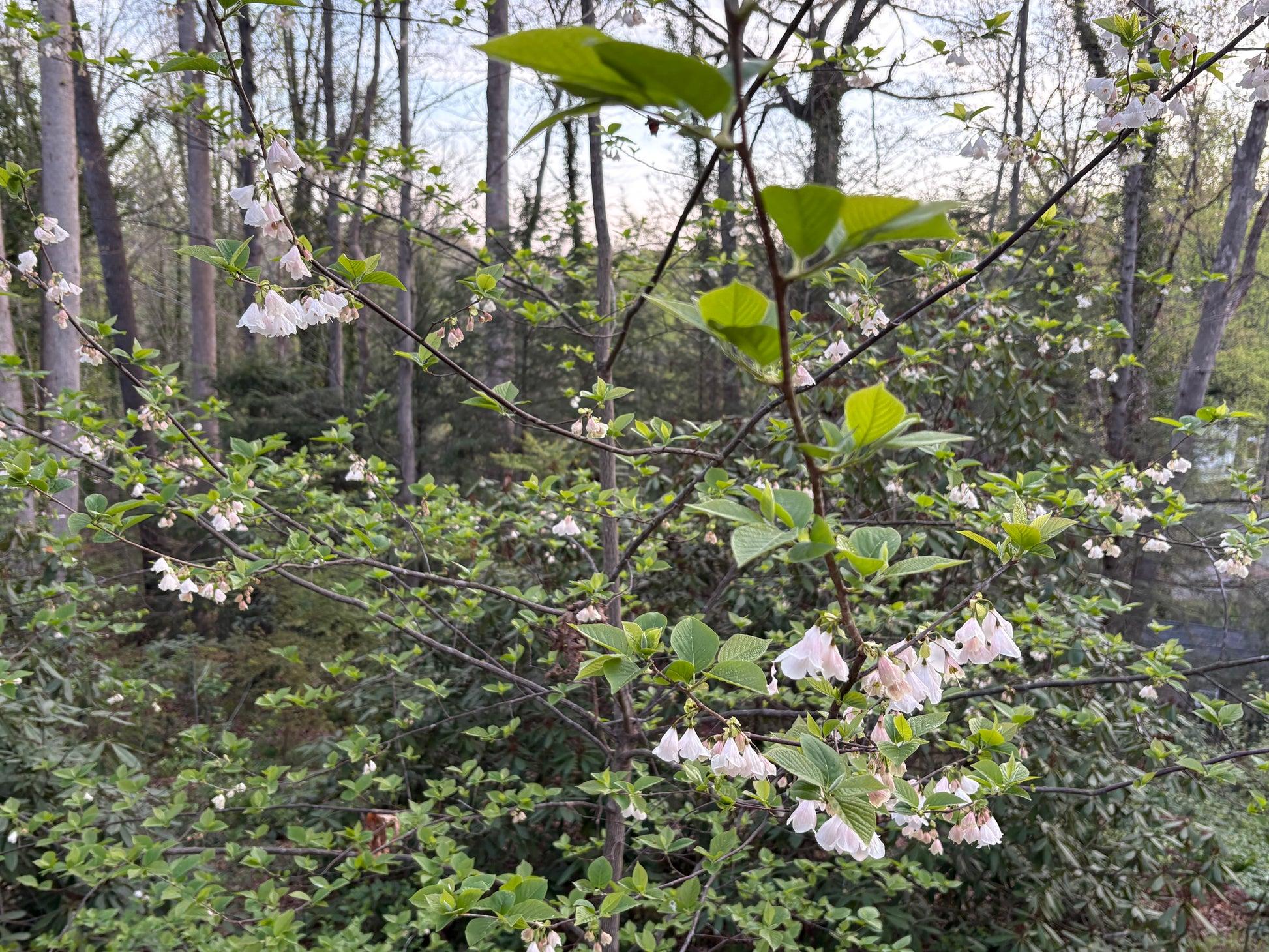 Halesia Tetraptera - View 32 from www redcrocus com