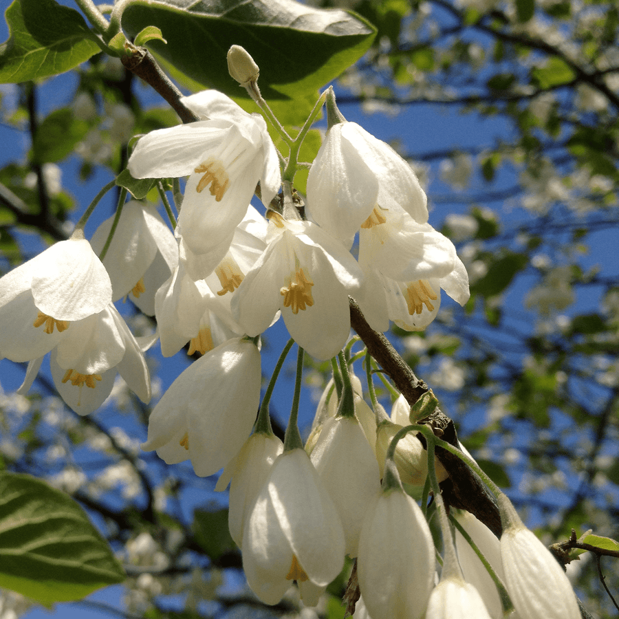 Halesia Tetraptera - View 33 from www redcrocus com