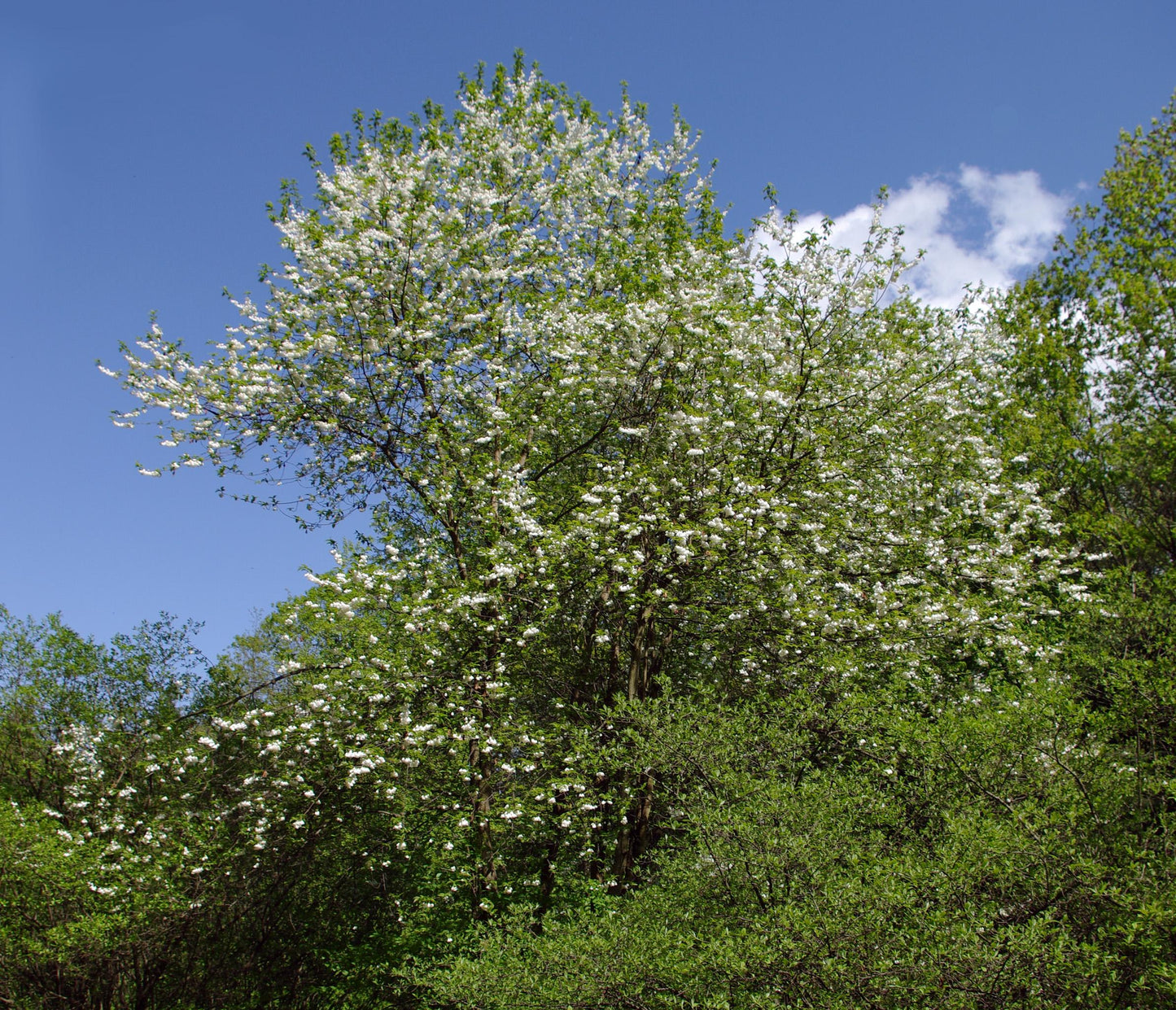 Halesia Tetraptera - View 4 from www redcrocus com