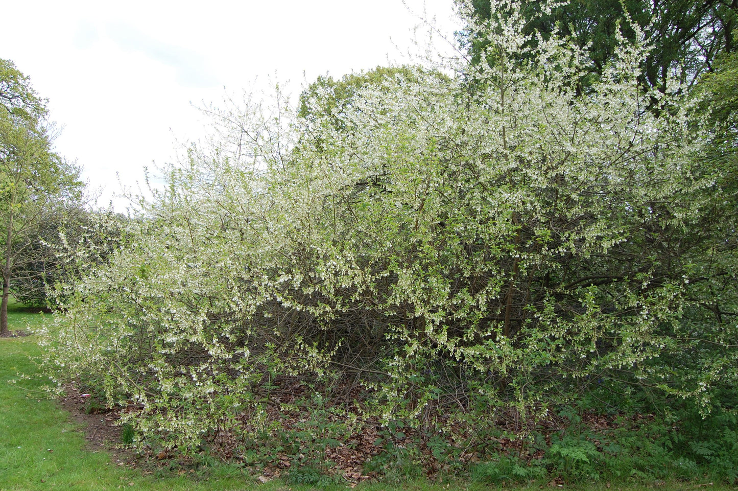 Halesia Tetraptera - View 6 from www redcrocus com