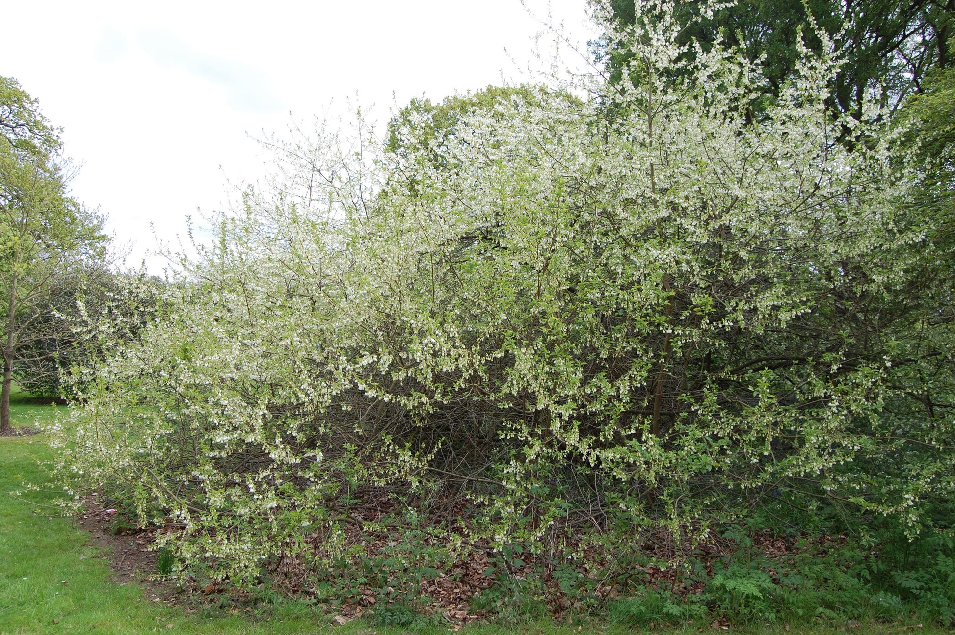 Halesia Tetraptera - View 6 from www redcrocus com