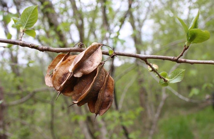 Halesia Tetraptera - View 8 from www redcrocus com