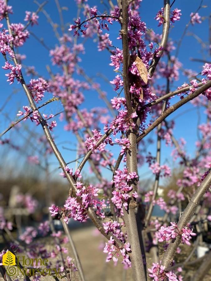 Cercis Canadensis Single Stem - View 11 from www redcrocus com